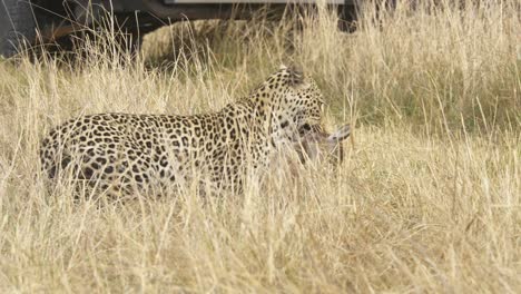 Tiro-De-Seguimiento-De-Un-Leopardo-Con-Su-Presa,-Bebé-Muerto-Lechwe-En-La-Boca-De-Los-Depredadores