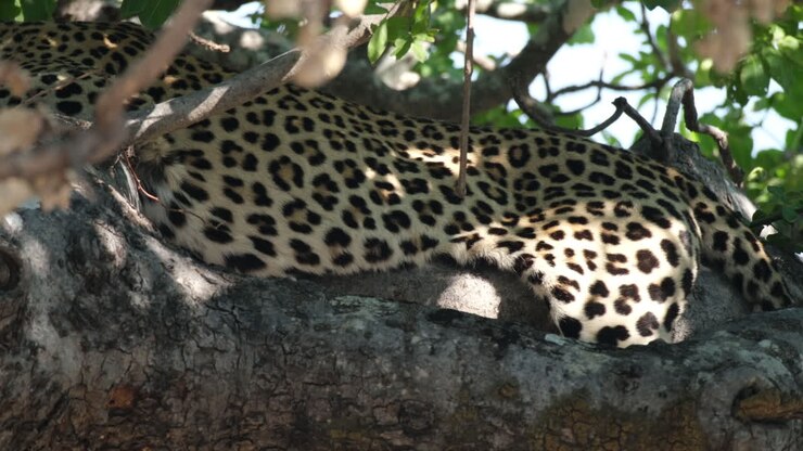 Corpo maculato di leopardo africano che dorme su un albero.