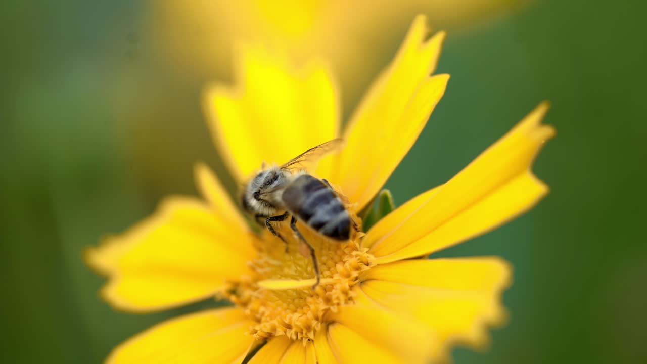 Coreopsis. Yellow bright flowers. Bee collecting nectar.