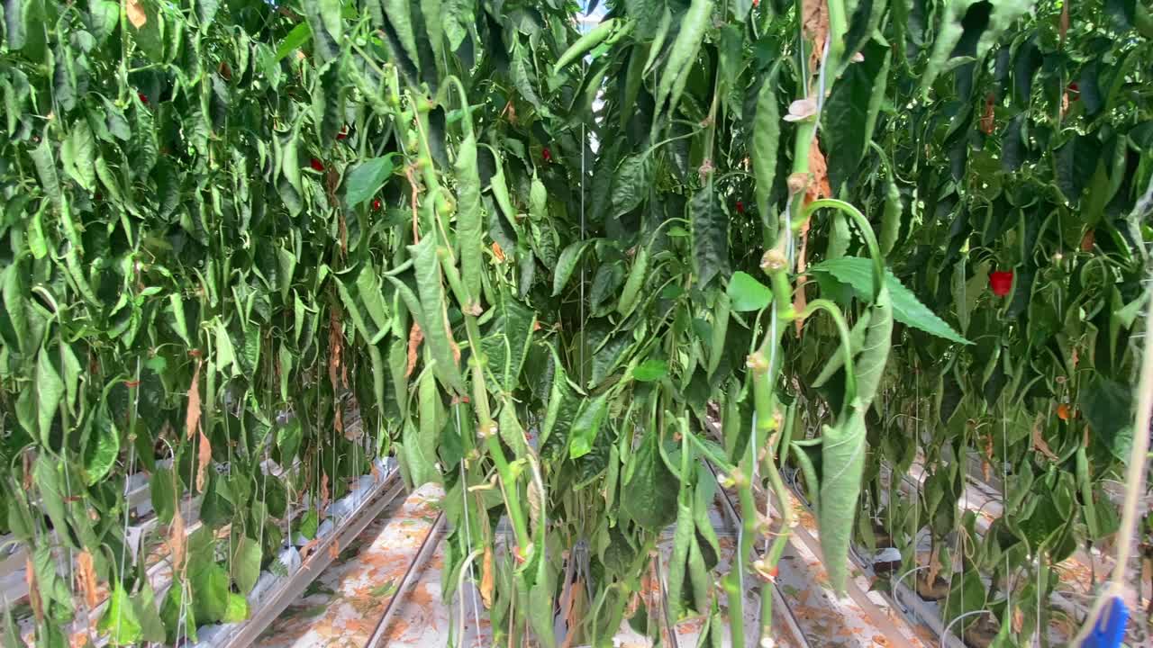 invernadero hidropónico comercial que cultiva pimientos y verduras en hileras altas