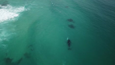 Toma-De-Dron-4k-De-Ballena-Y-Cría-Albina