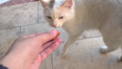 male hand feeding piece of sausage to white cat