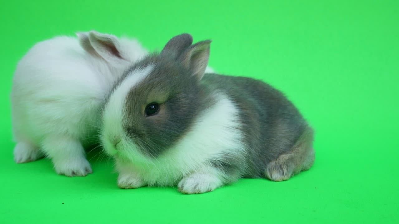 Two baby cute rabbit or new born adorable bunny on green  background.Rabbit on green screen.