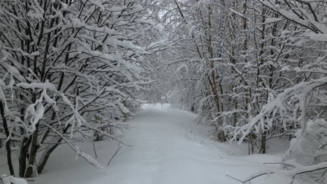 aerial slow flying forward through nordic snow forest