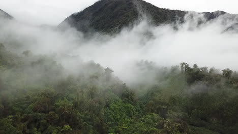 aerial - misty rainforest on south island, new zealand