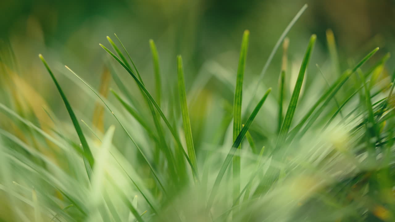 красивые растения и деревья на солнце