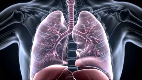 detailed visualization of the human respiratory system: internal anatomy of lungs highlighting the complex network of bronchi and alveoli in two distinct frames