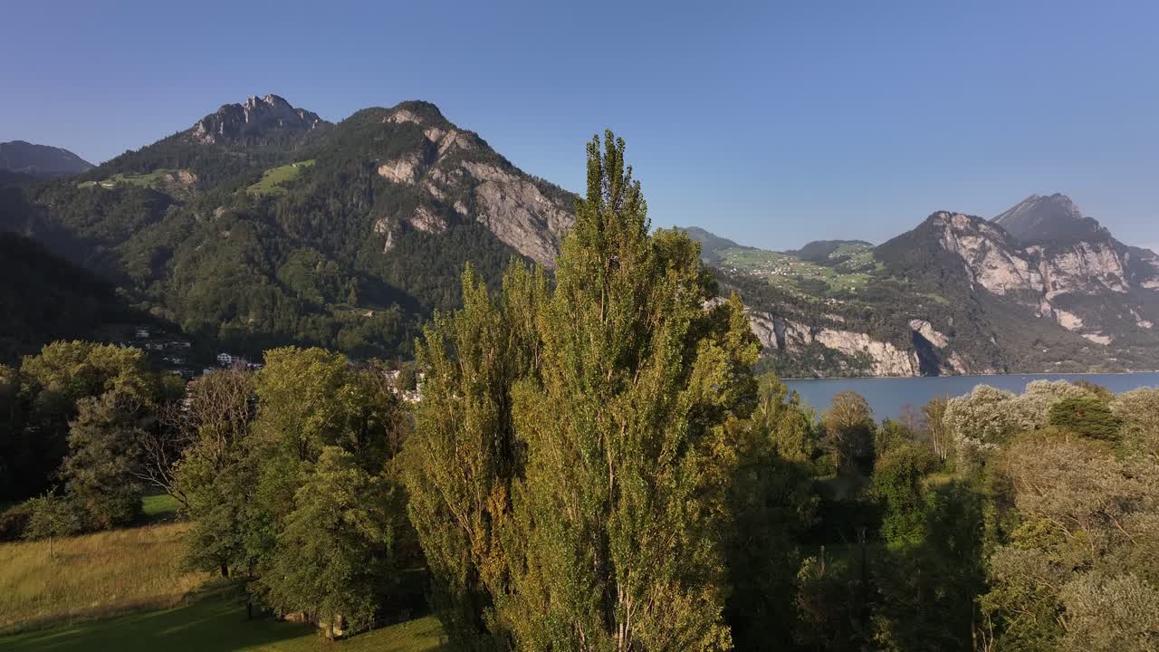drone orbita árboles altos con la luz del sol al anochecer, montañas y lago en el fondo bajo un cielo azul claro en walensee, wessen, amden, kanton st