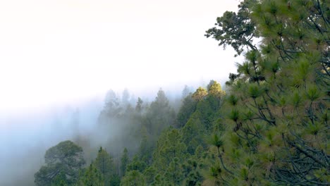 Pine-forest-trees-above-clouds-with-mist-and-fog-during-daytime