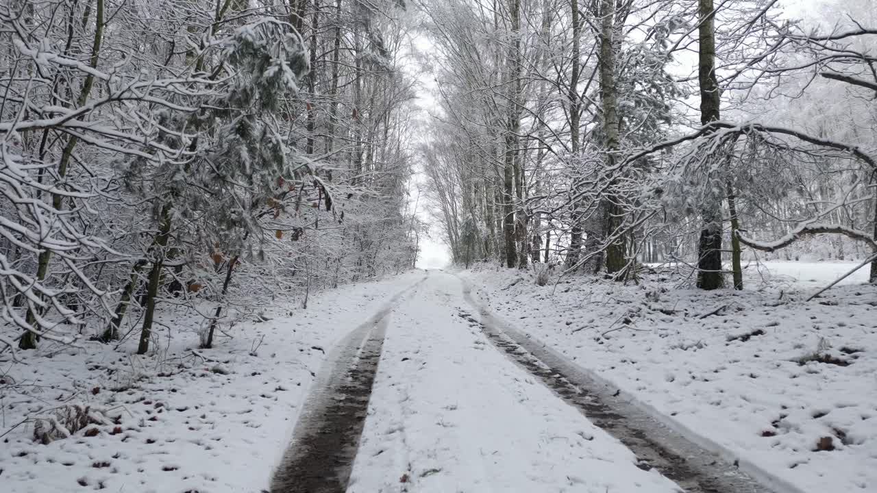 Smooth aerial movement reveals a quiet forest trail surrounded by snow-laden birches and pines in a peaceful winter scene