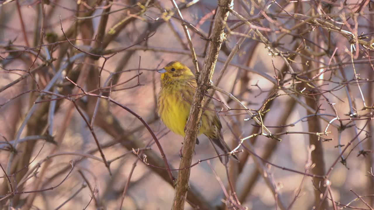 Yellowhammer Emberiza citrinella rests in tree branches under golden sunset light. Handheld view