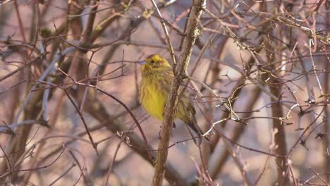 yellowhammer emberiza citrinella rests in tree branches under golden sunset light. handheld view