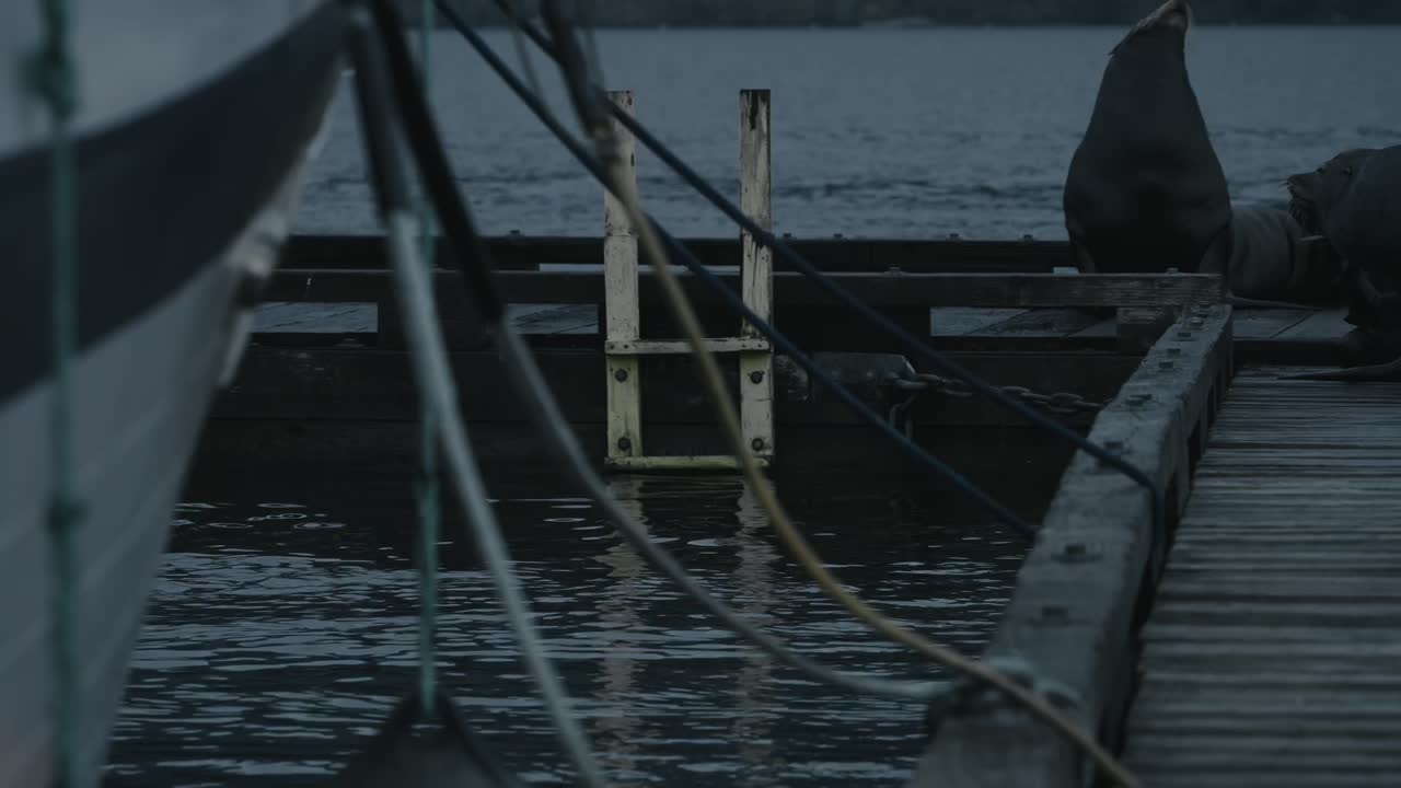 California sea lions on a dock by the water at dusk, calm and curious