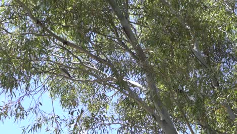 Australischer-Vogel-Der-Natur-Im-Freien-Auf-Baum-Trockenes-Hinterland