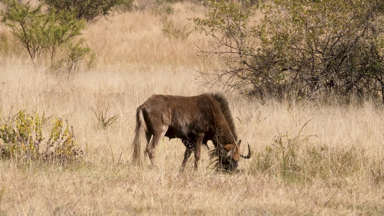 Nærbilde av en svart gnu som beiter i det høye gresset på den sørafrikanske savannen.