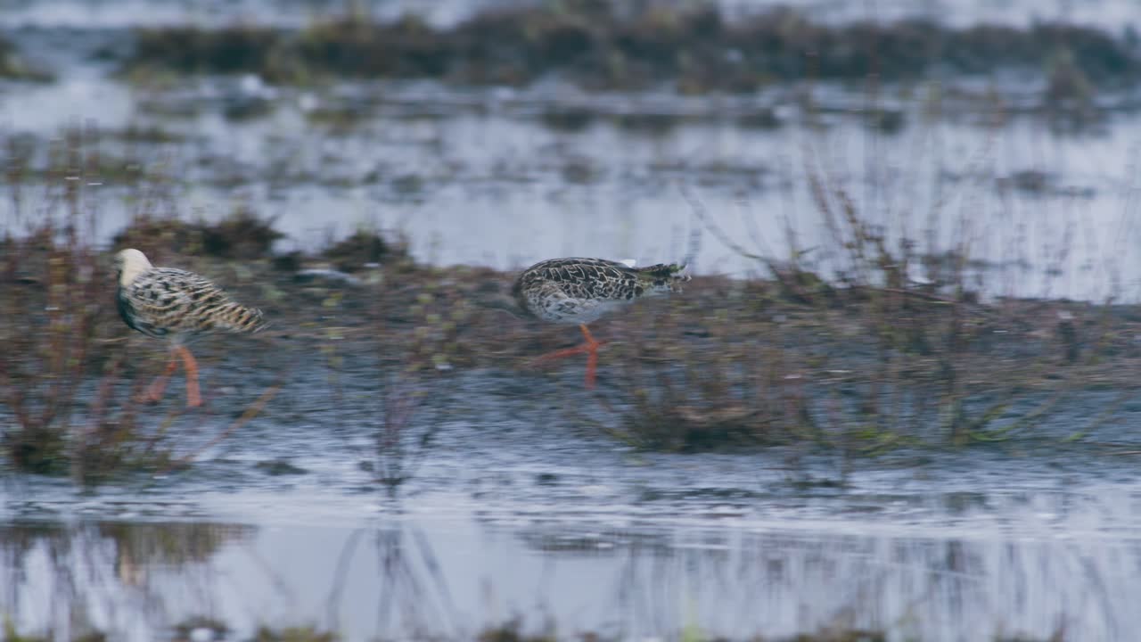 Ruff in flooded wetlands during spring migration and lek place