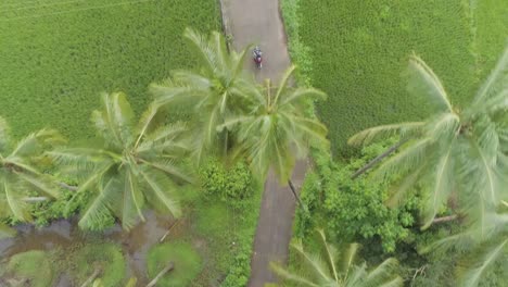 Toma-Aérea-De-Un-Motociclista-Conduciendo-Por-Un-Camino-Rural-Entre-Palmeras-En-La-Naturaleza,-India