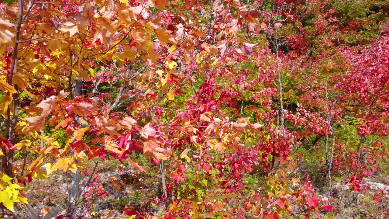 Stunning Autumn Foliage in a Forest
