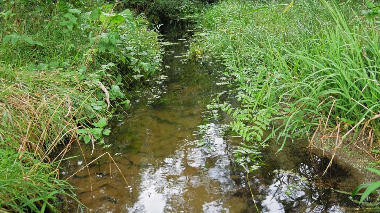 agua estancada de un pequeño arroyo en el bosque en prądzonka, distrito de gmina studzienice, polonia
