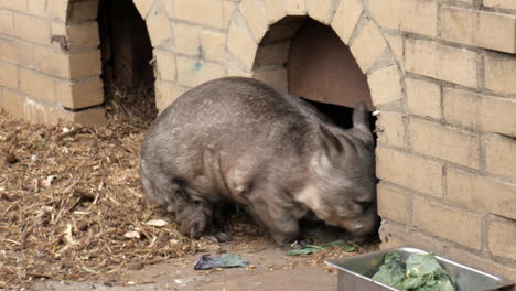 Southern-Hairy-Nosed-Wombat-Kommt-Aus-Seinem-Backsteingehege-In-Einem-Naturschutzgebiet-In-Australien