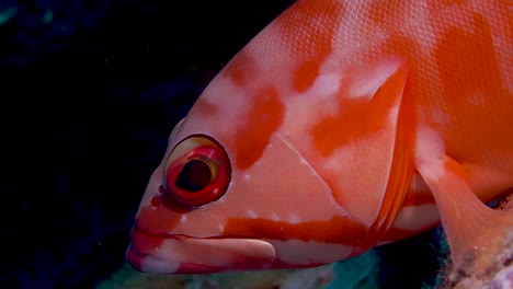 beautiful red grouper hanging to the reef and moving eyes