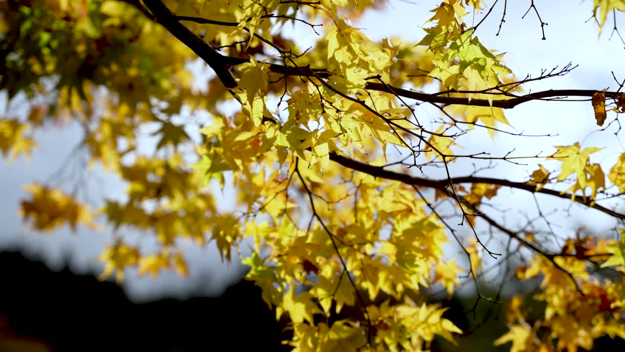 Yellow autumn leaves on a Japanese maple tree branch in natural sunlight.