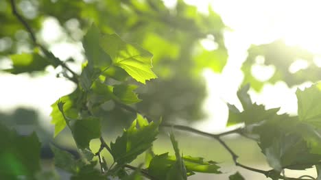 sun light shining through leaves 3