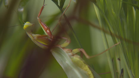 una mantis religiosa en una brizna de hierba gira la cabeza