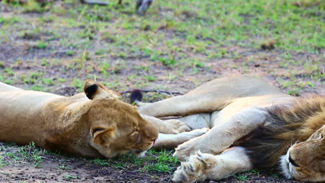 a playful female lioness rolls over and interacts with a sleepy male lion in africa