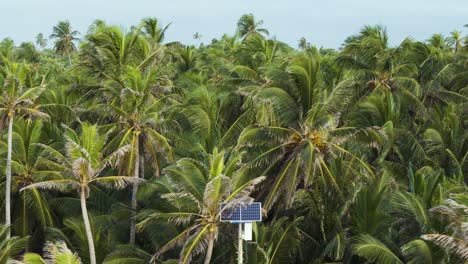 Panel-Solar-En-Bosque-Tropical-De-Cocoteros,-Aéreo.