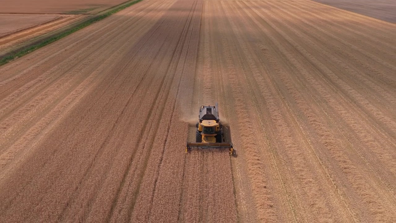 Vista aerea di una moderna mietitrebbia che raccoglie grano maturo in un vasto campo. Macchinari agricoli al lavoro durante la stagione del raccolto.