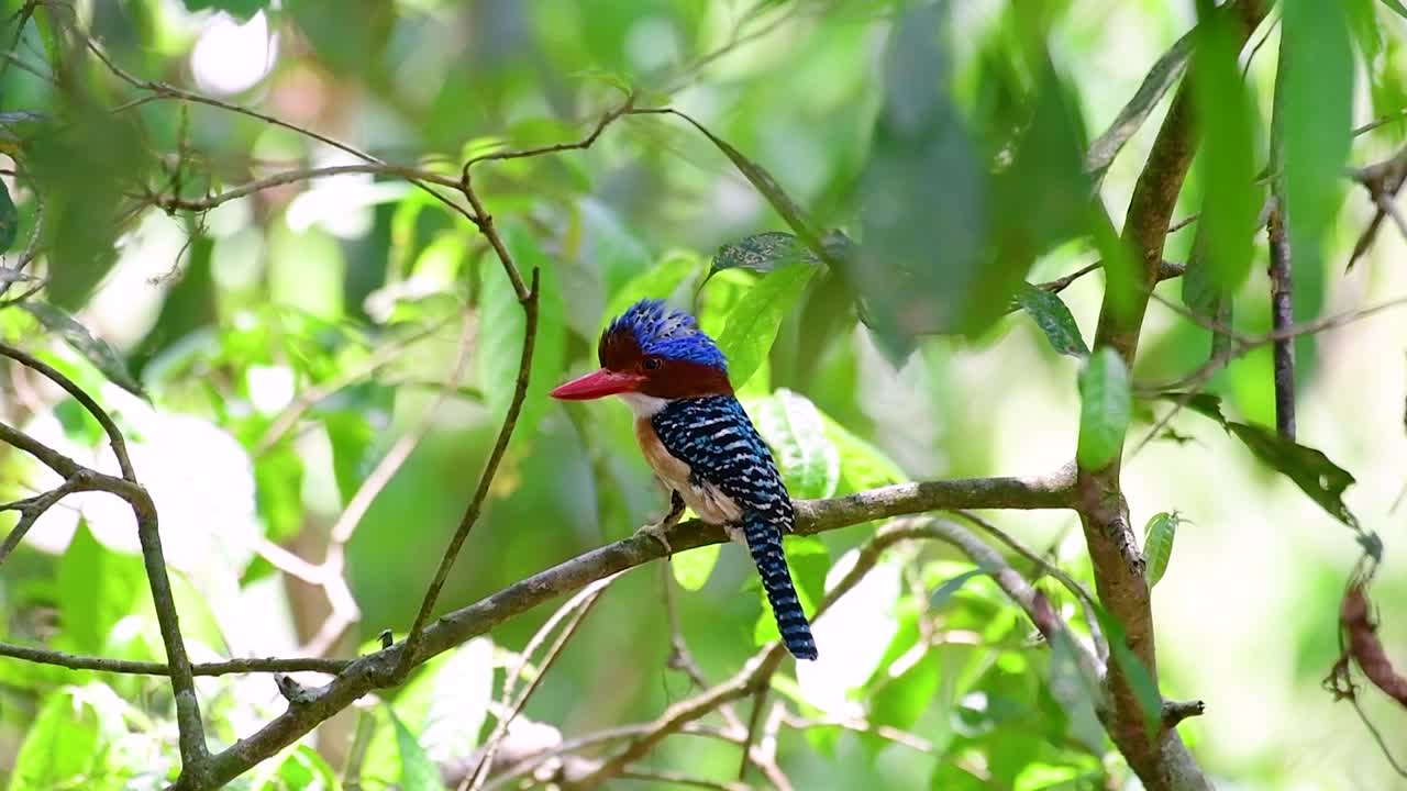 un martín pescador de árboles y una de las aves más hermosas que se encuentran en tailandia dentro de las selvas tropicales