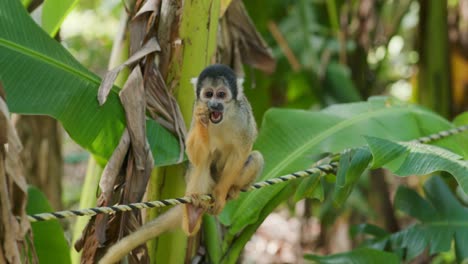 des singes écureuils assis sur la corde.