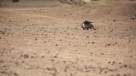 Un-Perro-Negro-Mirando.-Plano-General