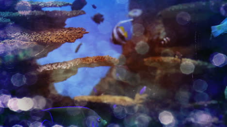 acuario 08