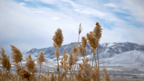 pampus grass swaying in the wind in slow motion with blurred, snowy mountains in the background - static