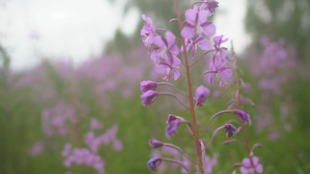 Close-Up of Beautiful Purple Fireweed Flowers in a Field