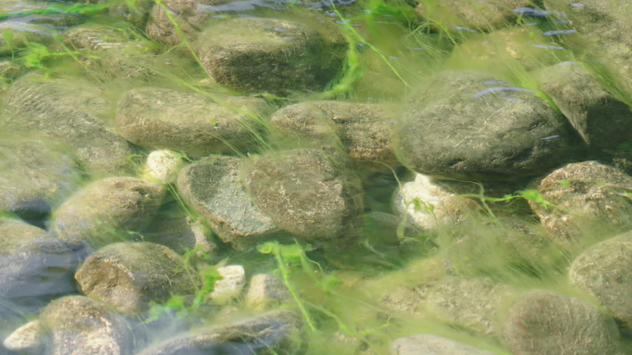 Underwater Green Algae In Bloom, Swaying With Clear Flowing River Water On Rocky Riverbed