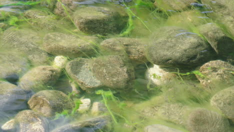 underwater green algae in bloom, swaying with clear flowing river water on rocky riverbed