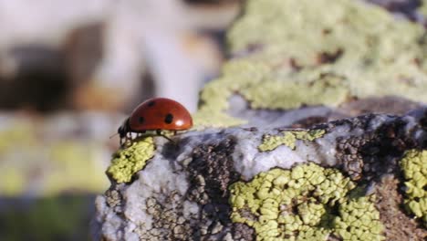 Ladybug-walking-on-the-rock