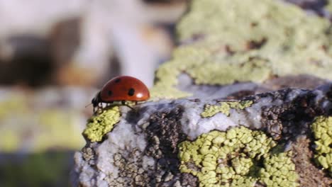 mariquita caminando sobre la roca