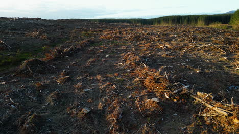 Katastrophale-Abholzung-Im-Dunsdale-erholungsgebiet,-Neuseeland