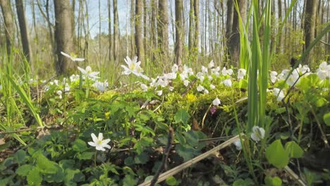 Tauchen-Sie-Ein-In-Die-Beruhigenden-Klänge-Und-Bilder-Des-Topiec-Streams