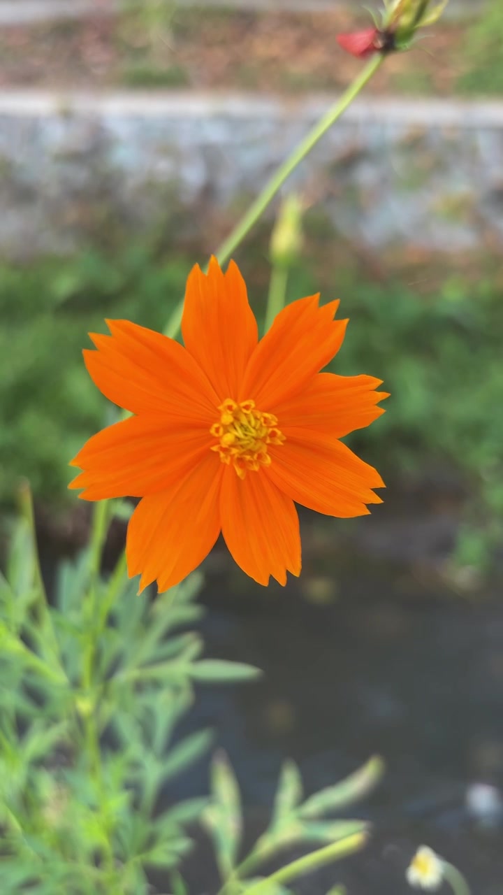 Fiore di Cosmos arancione vivace che ondeggia dolcemente in un giardino