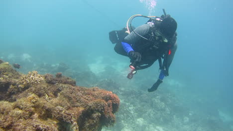 scuba diver with torch observing coral growth