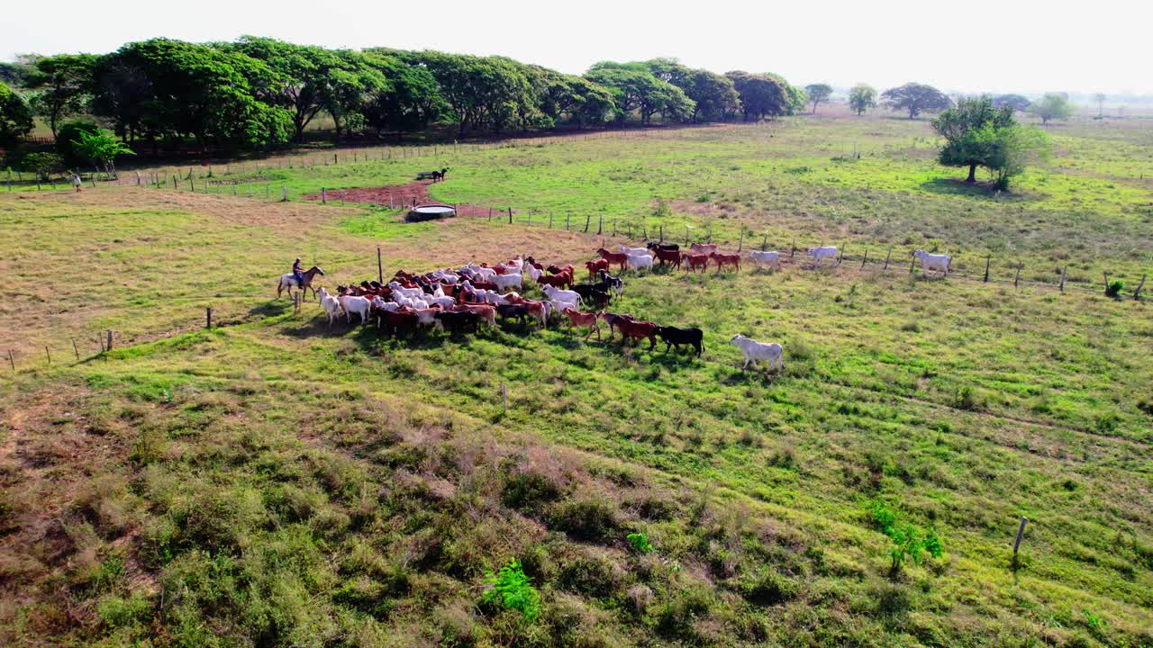 Colorful cows walking across grassy pasture on sunny day, herder rides beside them