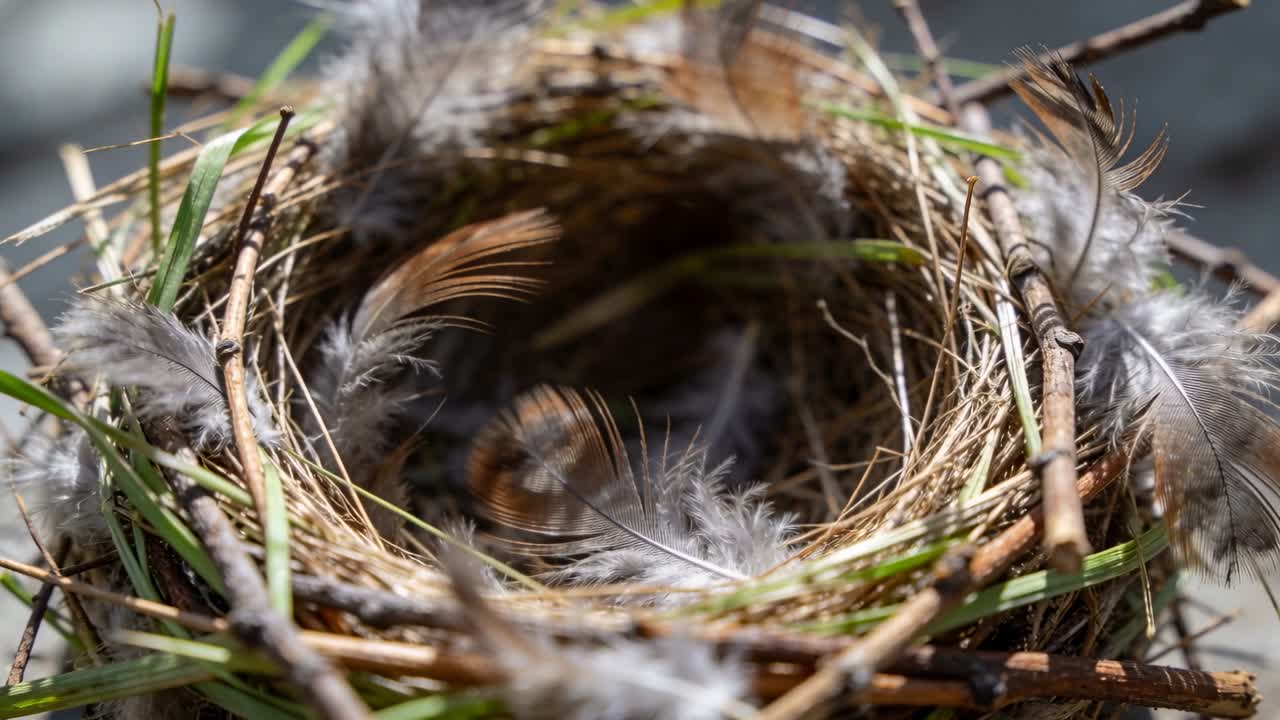 Mouvement de caméra révélant un nid d'oiseau vide sur une surface grise, mettant en valeur une plume brune bouclée.