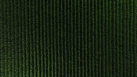 Top-down-aerial-background-of-green-corn-rows-plantation,-dolly-in,-loop