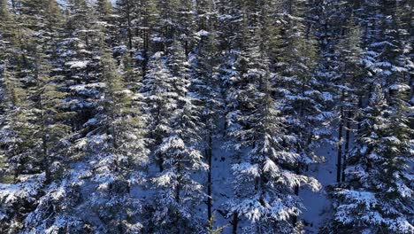 -Drohnenansicht-Von-Schneebedeckten-Kiefern-Und-Eiskalten-Bergen