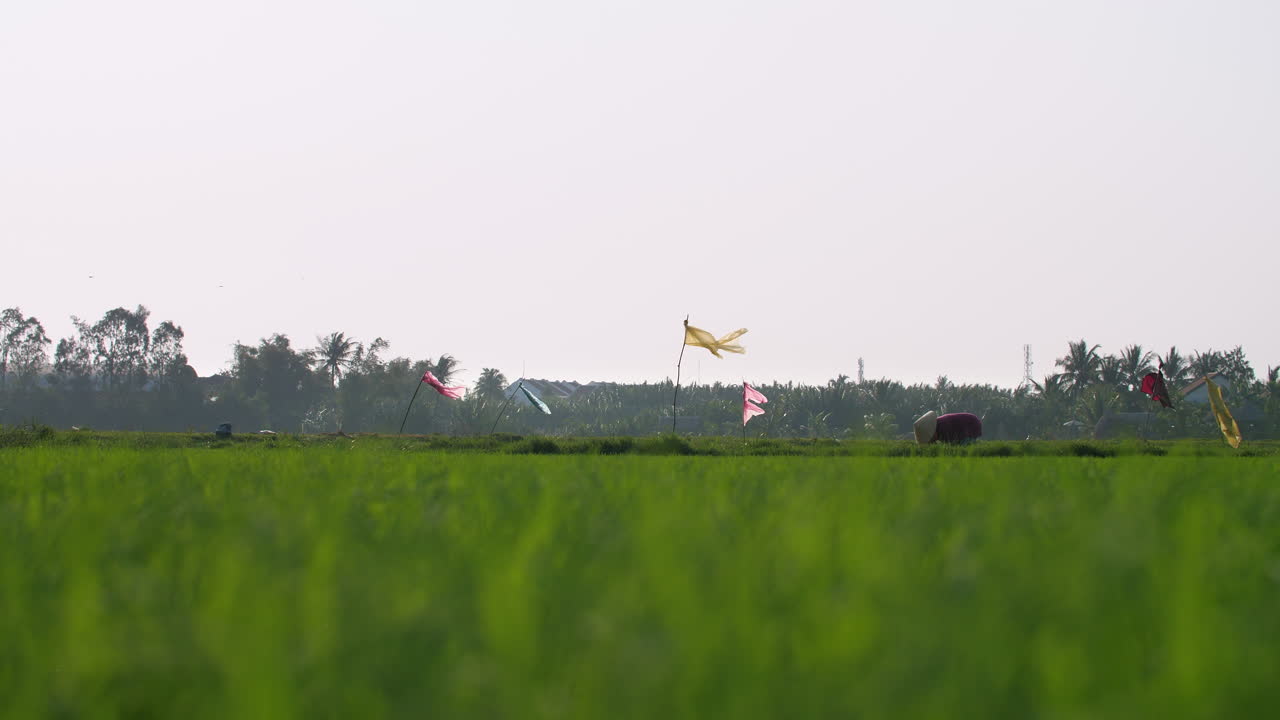 논에서 수확하는 전통적인 여성 농부 - 풀을 부는 바람